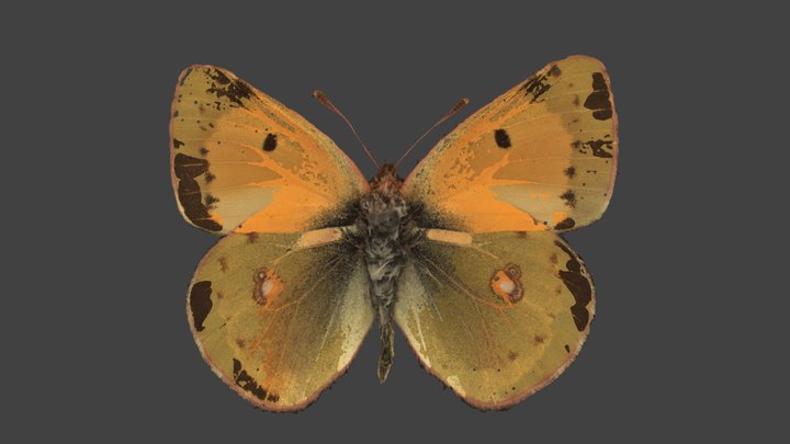 Colias Crocea – Modello 3D gratuito STL