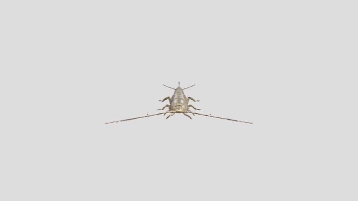 Silverfish Sighted Plata 3D Model