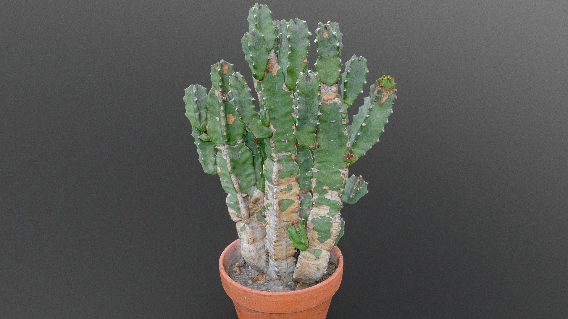 Tree-like Cactus Cereus peruvianus
