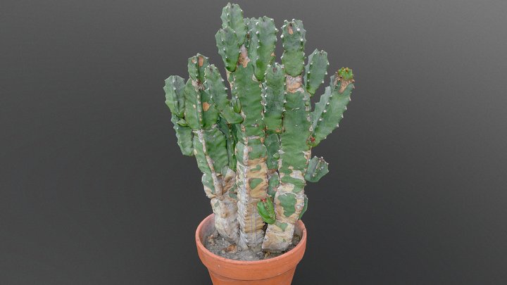 Tree-like Cactus Cereus peruvianus
