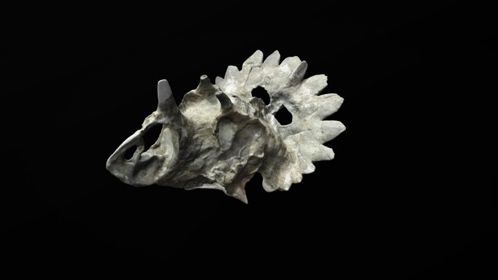 New Dinosaur Species - Regaliceratops peterhewsi 3D Model