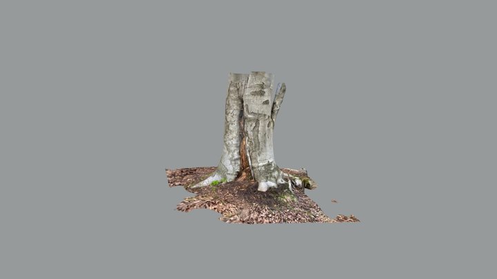 Old tree 3D Model