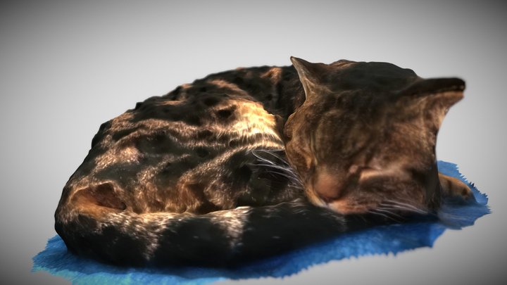 Sleeping Cat Brutti 3D Scan 3D Model