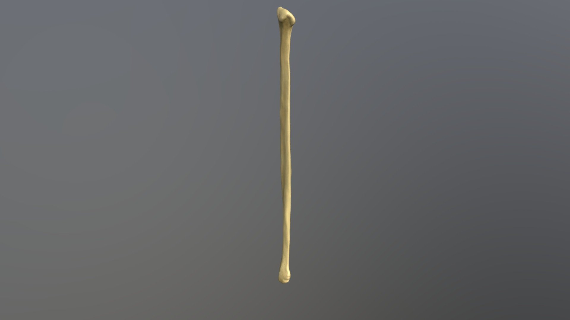 Fibula - Buy Royalty Free 3D model by humantouchillustration [8b263fe ...