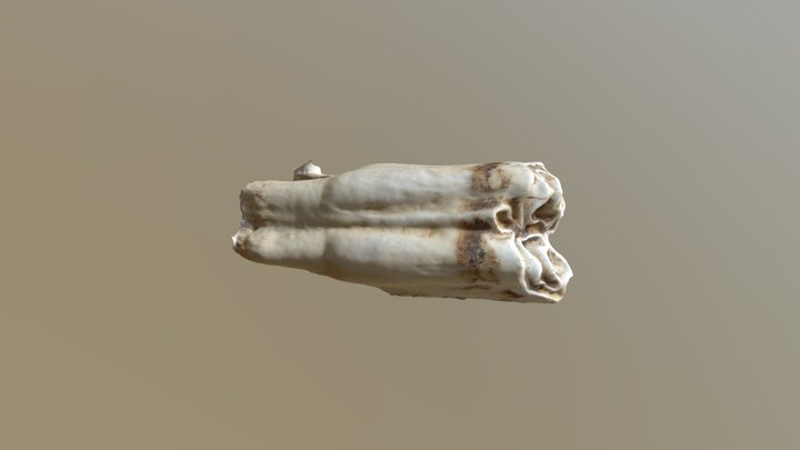 Horse Tooth 3D Model