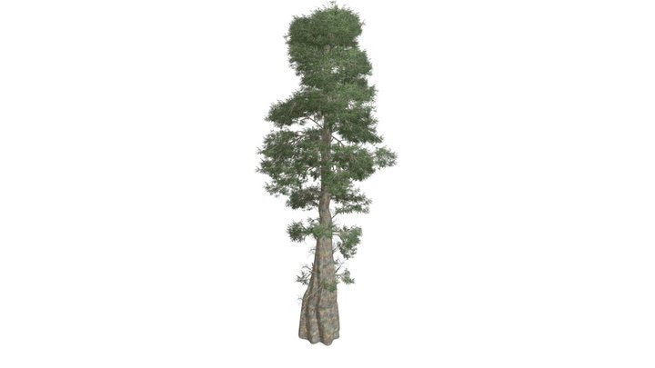 Bald Cypress Tree #10 3D Model