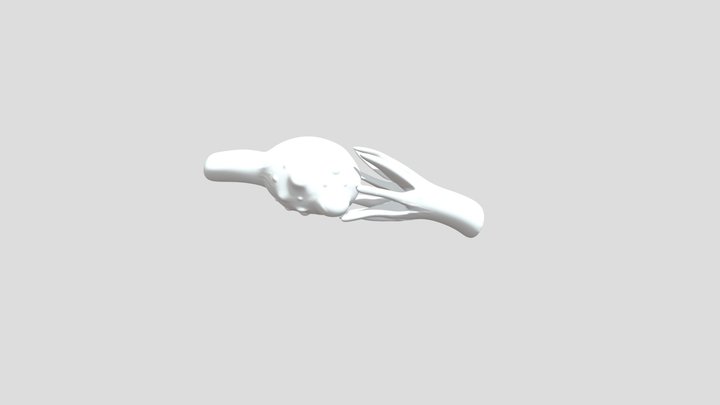 Ovary model 3D Model