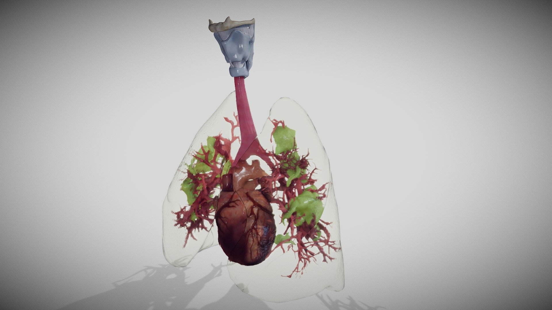 Covid 19 Lung disease_Version2 (Animated)