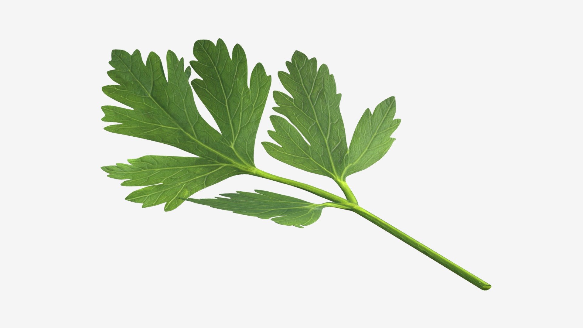 Parsley leaf Buy Royalty Free 3D model by HQ3DMOD (AivisAstics