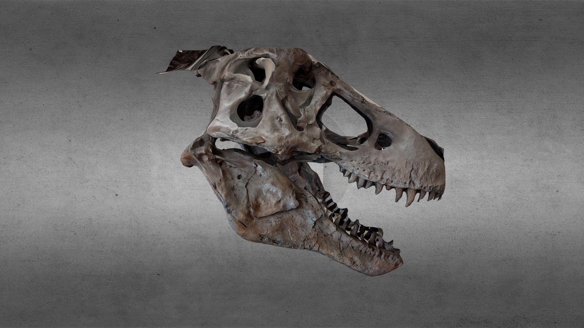 Dinosaur Head