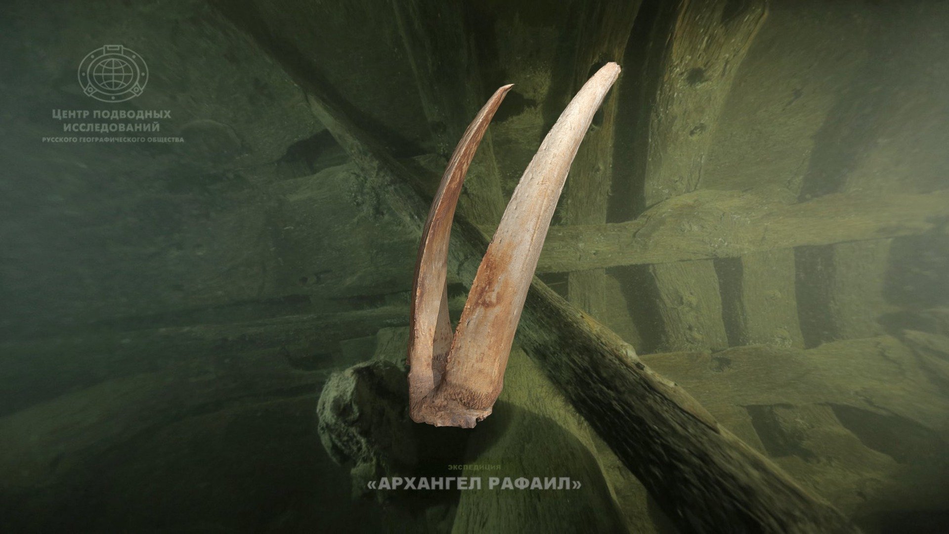 Козьи рога, двойные (81-19). Кость