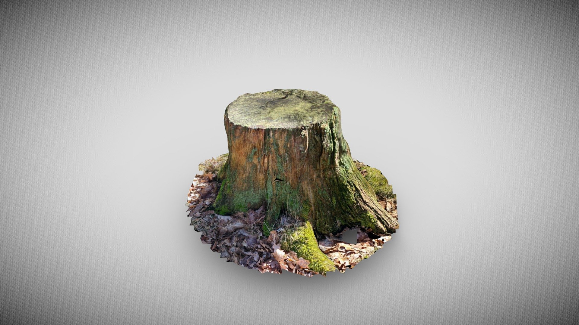 Tree stump - Retopology test