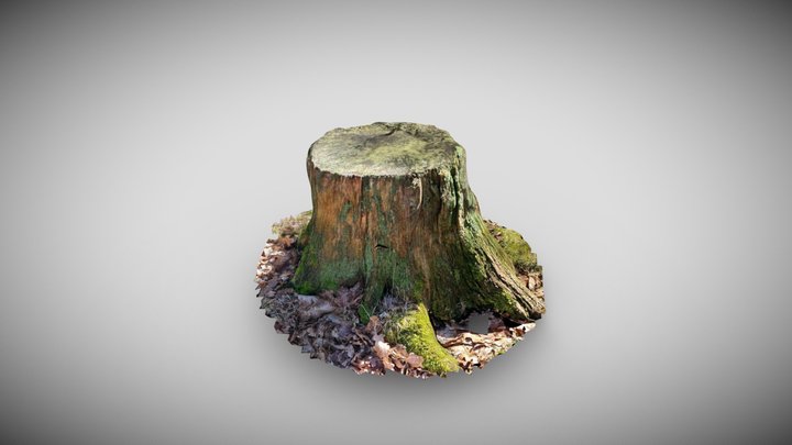 Tree stump - Retopology test 3D Model