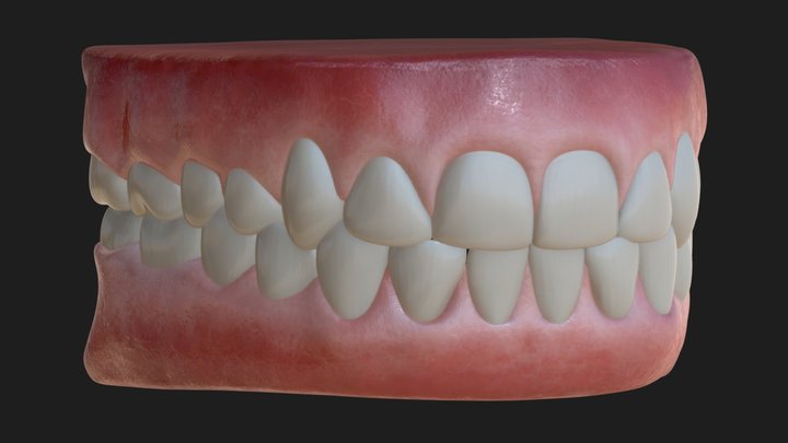 Human Gum and Teeth 3D Model