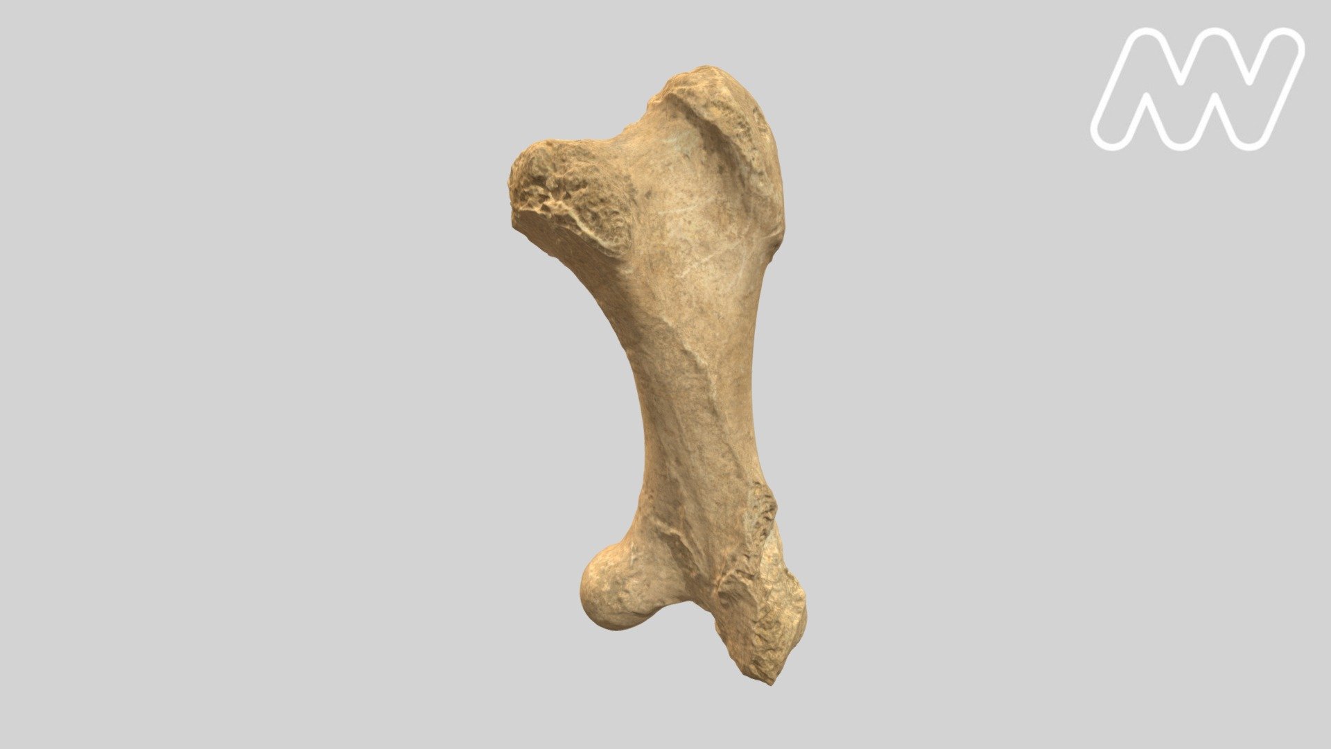 P7863.1 Fossilised Moa Bone - 3D model by Museums Victoria ...