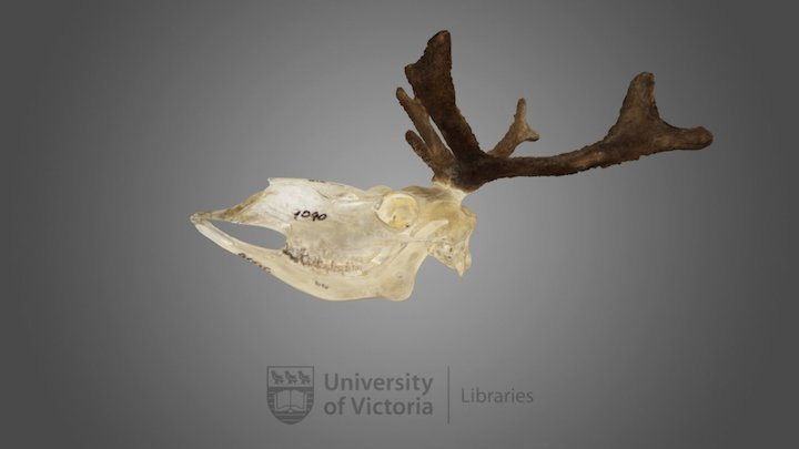 Caribou specimen : female 3D Model