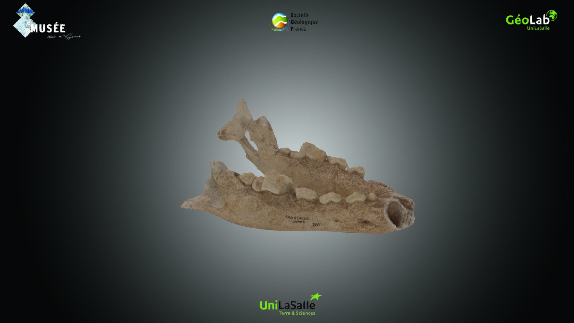 Mammifère - Canis lupus
