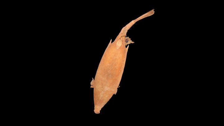 Honeycomb cowfish, Acanthostracion polygonium 3D Model