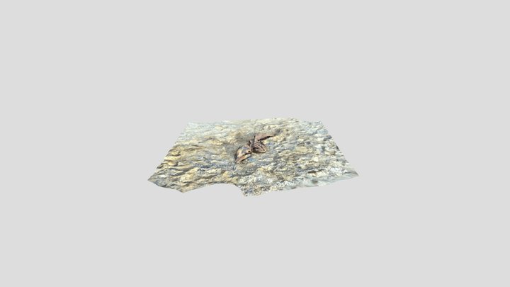 Rotting Dolphin Carcass 3D Model