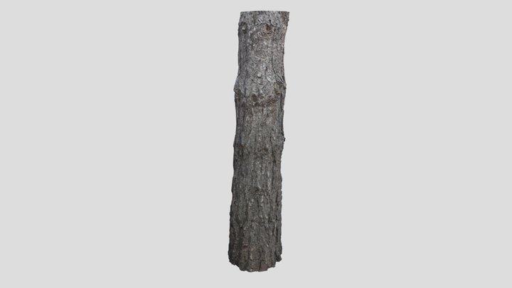 Old Pine Trunk