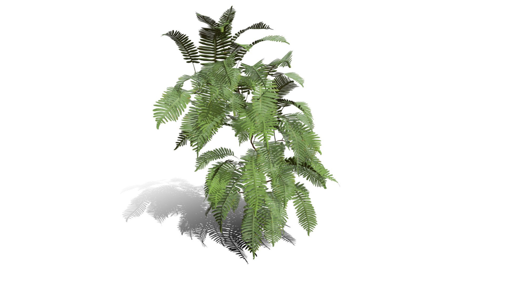 Realistic HD Common polypody fern (14/55) — Sketchfab embed 3D viewer