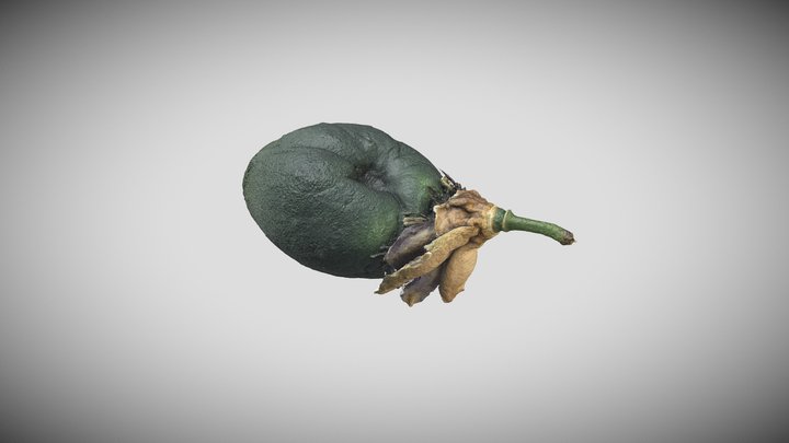 Brazil - Passiflora edulis 3D Model