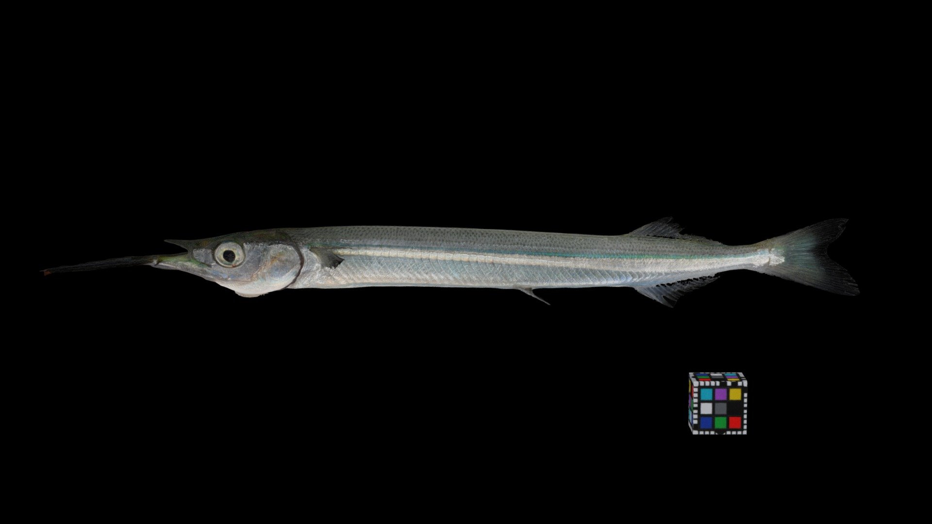 サヨリ Japanese halfbeak, Hyporhamphus sajori - Download Free 3D model by ...