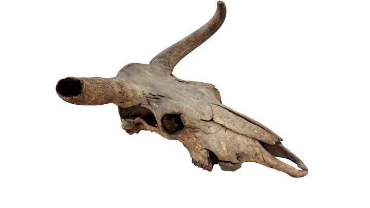 Auroch Skull version b 3D Model