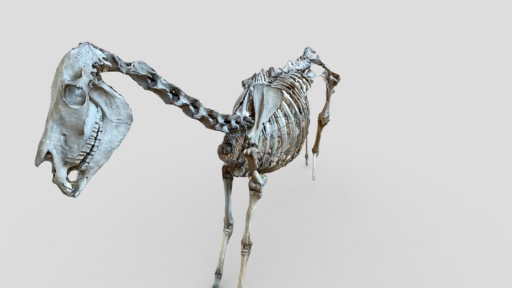 ? 3D Model