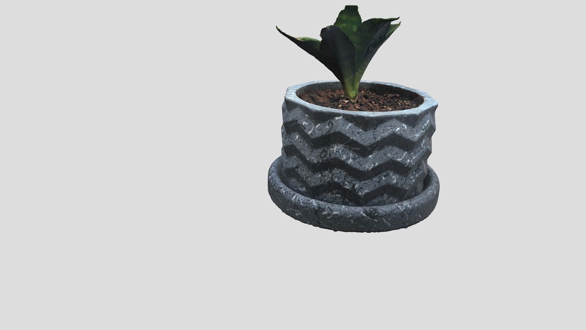 Sansevieria plant