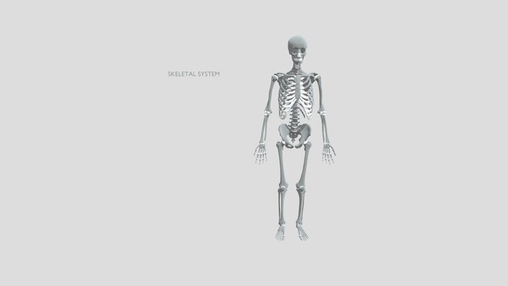 Human skeleton 3D Model