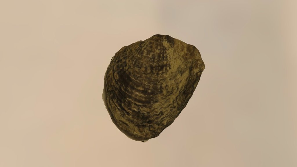 Brachiopod 9