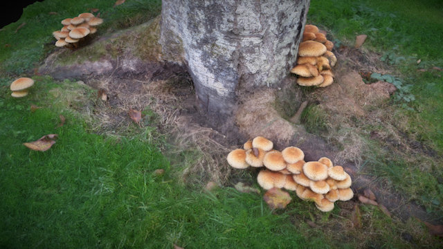 Tree with mushrooms (lowres) – Modello 3D gratuito STL