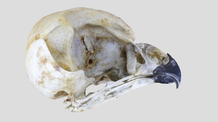 UWYMV:Bird:5911, Aegolius acadicus, Skull – Free 3D Model STL