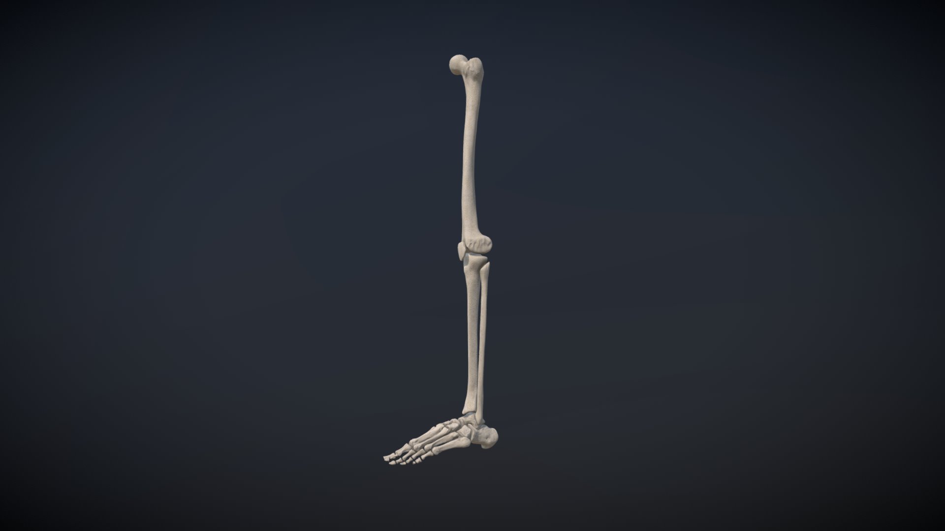 Leg bones / Huesos de la Pierna