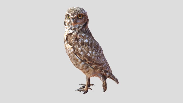 Burrowing Owl 3D Model