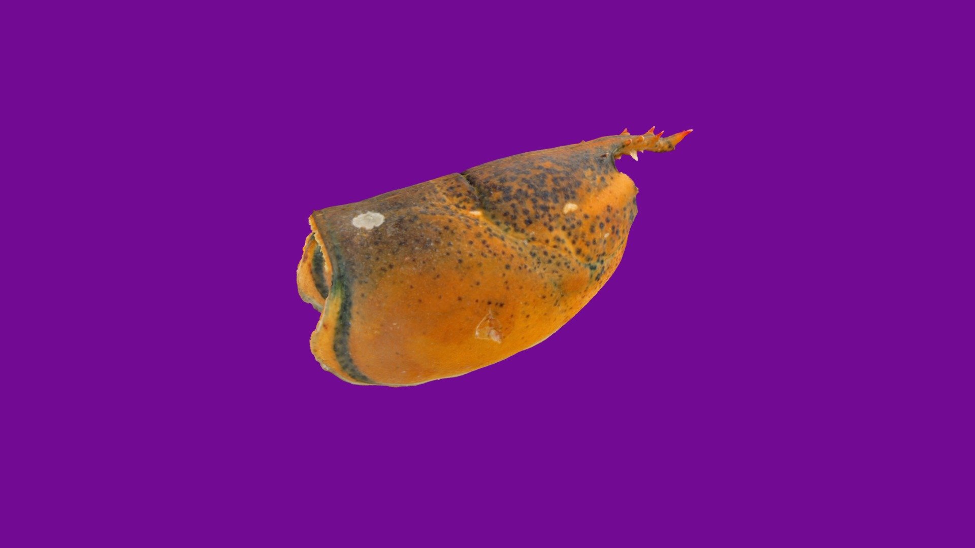 Am Lobster Spring 2019 St253 01, False(+) ESD