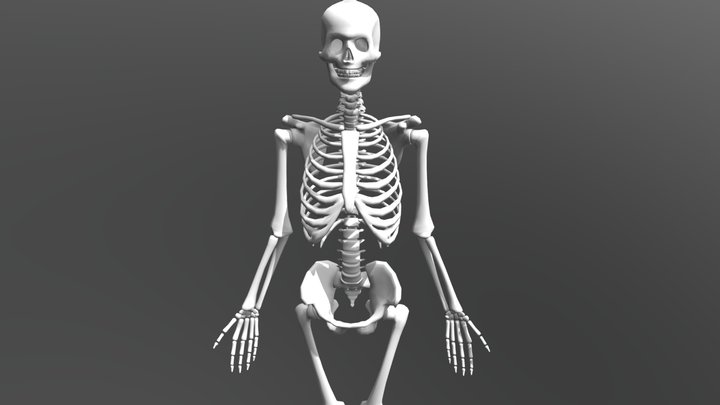 Skeleton 3D Model