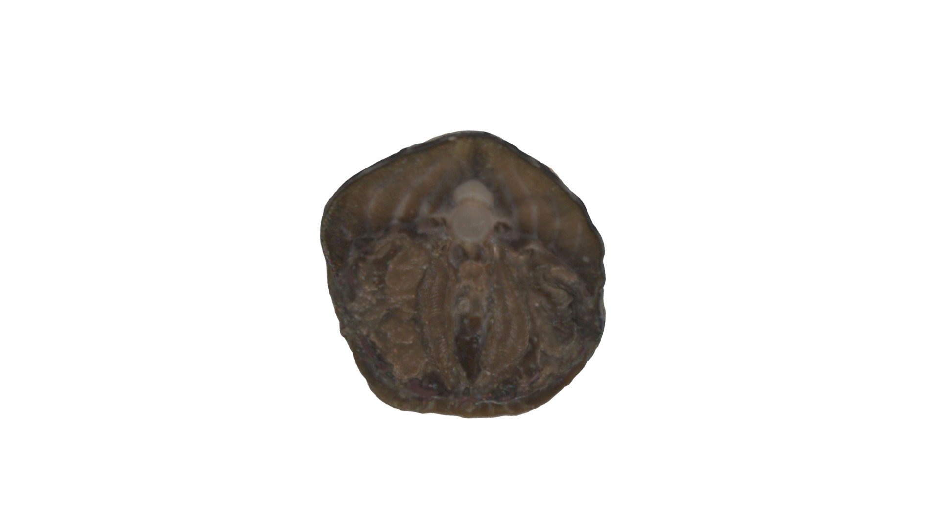 Lamprey transverse 2 (labelled) - Download Free 3D model by jdb56 ...