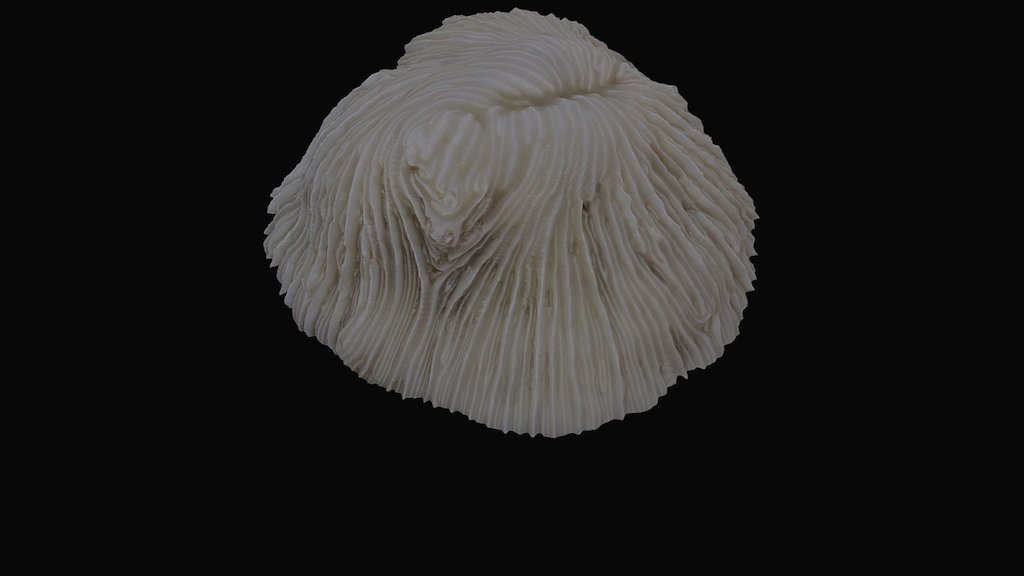 Fungia fungites
