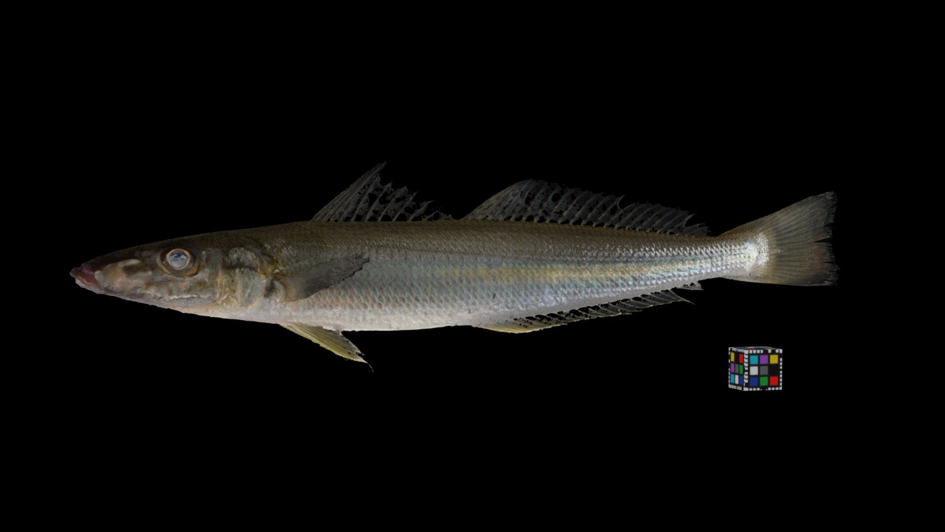 アオギス ♂ The Blue Sand Borer, Sillago parvisquamis