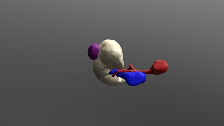 Kidney - Multi-Color 3D Model