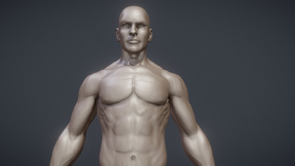 Male Anatomy Study - 3D model by HEC (@hec) [8b6b4d5]