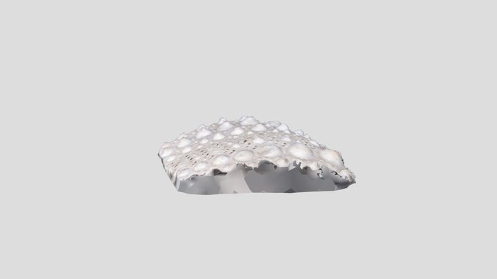Shell 3D Model