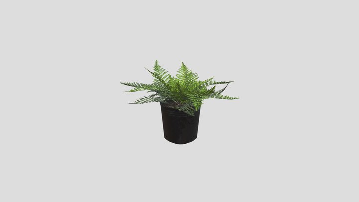 Nephrolepis cordifolia (Cây Dương Xỉ Tàu) 3D Model