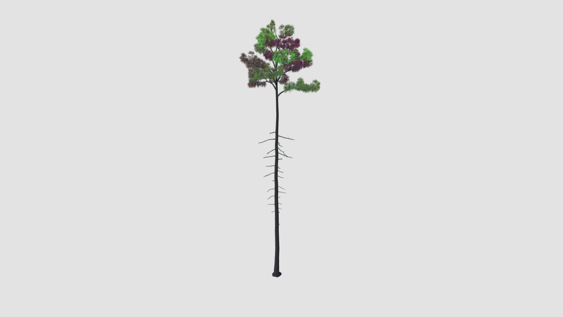 Tree - Buy Royalty Free 3D model by Evermotion [8b77605] - Sketchfab Store