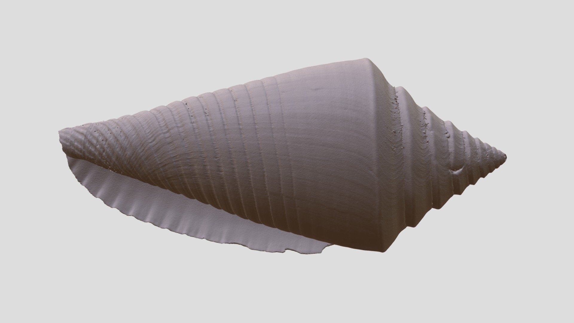 Conasprella stearnsii (BMSM:T4) - 3D model by Biodiversity [8b77cc1 ...