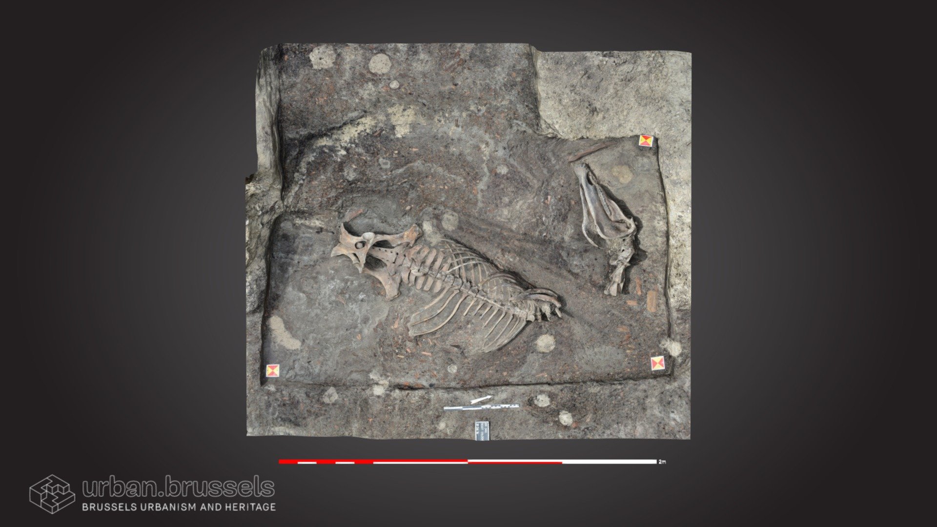 Horse skeleton, Brussels (BR346)