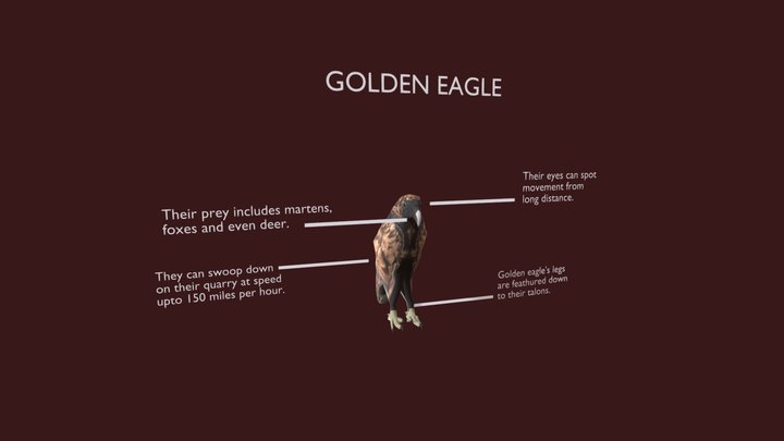 Golden Eagle 3D Model