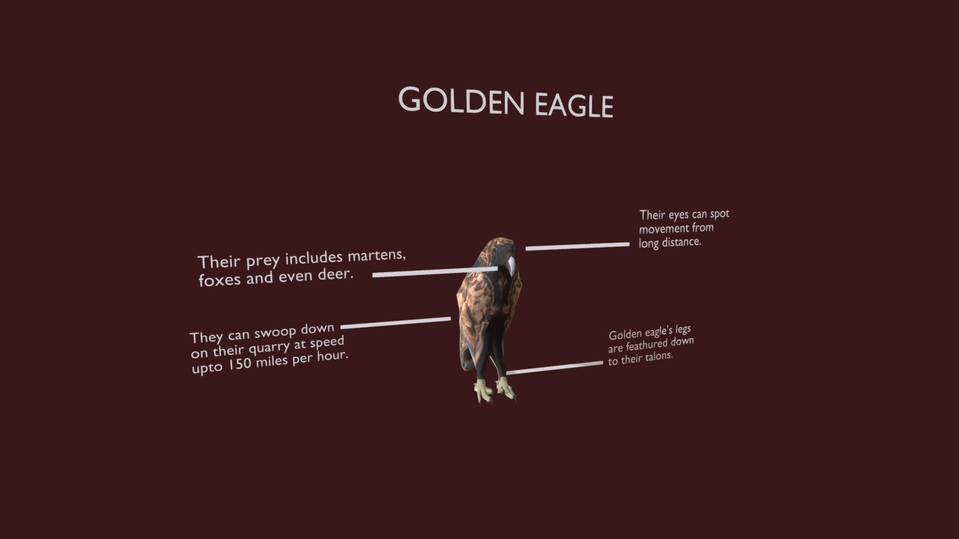 Golden Eagle